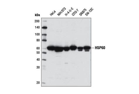 Hsp60 D6f1 Xp® Rabbit Mab Cell Signaling Technology