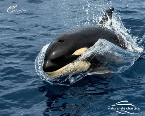 The Life Of An Orca The Killer Whale From Birth To Adulthood