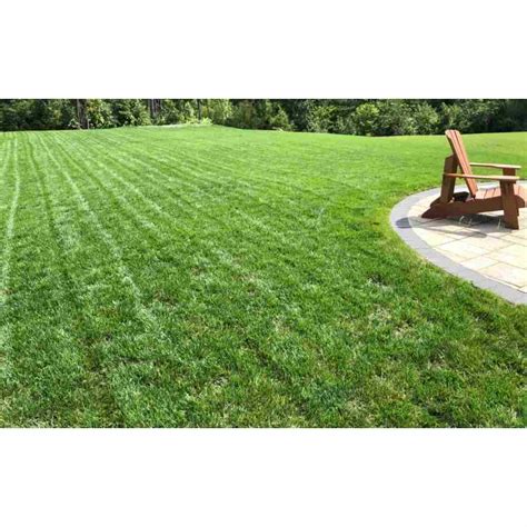 Revive Tall Fescue Grass Expert Tips Techniques Lawnhelpful