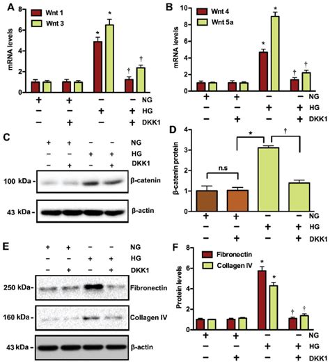 Dkk1 Inhibits The Activation Of The Wnt Signaling Pathway And Ecm Download Scientific Diagram