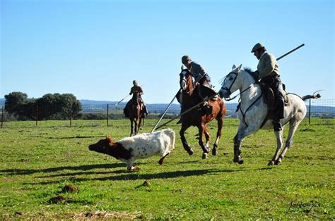 Ganado Manso Ganader A Jos Luis Pereda