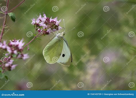 Pieris Brassicae The Large White Also Called Cabbage Butterfly