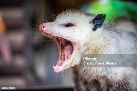 Portrait Of Yawning Virginia Opossum Stock Photo - Download Image Now ...