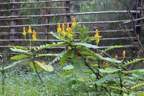 Senna Alata Is An Important Medicinal Tree It Also Known As Emperor S