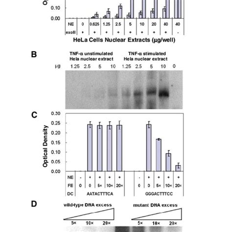 Assays Of Hela Cell Nuclear Extract A Dose Dependent Assay Of Nf B