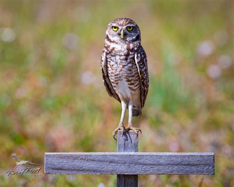 Pics By Poppy Capture Burrowing Owl Portrait