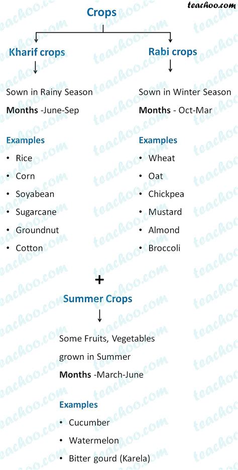 Rabi Kharif And Zaid Crops Explanation Examples And Differences