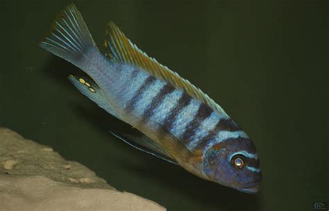 Ciclidos Del Rift Pseudotropheus Fainzilberi Puulu