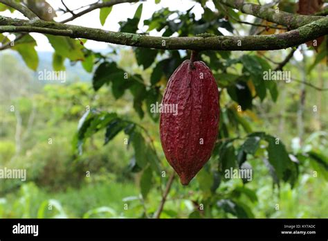 Cacaoyer Theobroma Cacao Cacao Biologique Gousses De Fruits Photo Stock Alamy