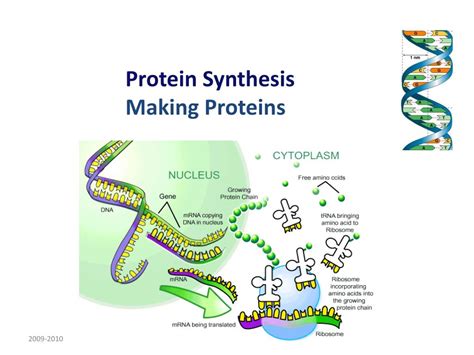 Ppt Protein Synthesis Making Proteins Powerpoint Presentation Free Download Id 2613077