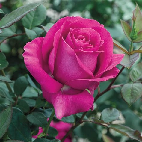 roses  sale shop rose bulbs plants  plantsrose