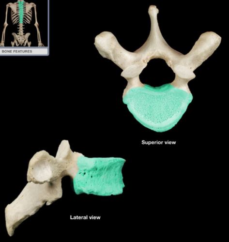 Upper Body Osteology Flashcards Quizlet