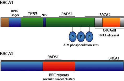 Schematic Representation Of Brca1 And Brca2 Genes Download