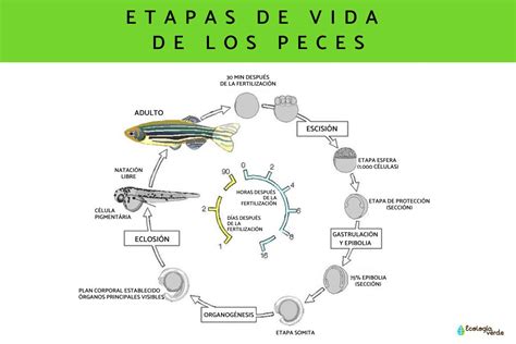 Ciclo De Vida De Los Peces Explicaci N Con Fotos