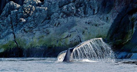 Terre Neuve la destination pour lobservation de la faune Québec le Mag