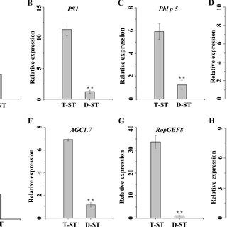 Spatiotemporal Expression Profiles Of The Key Genes Involved In