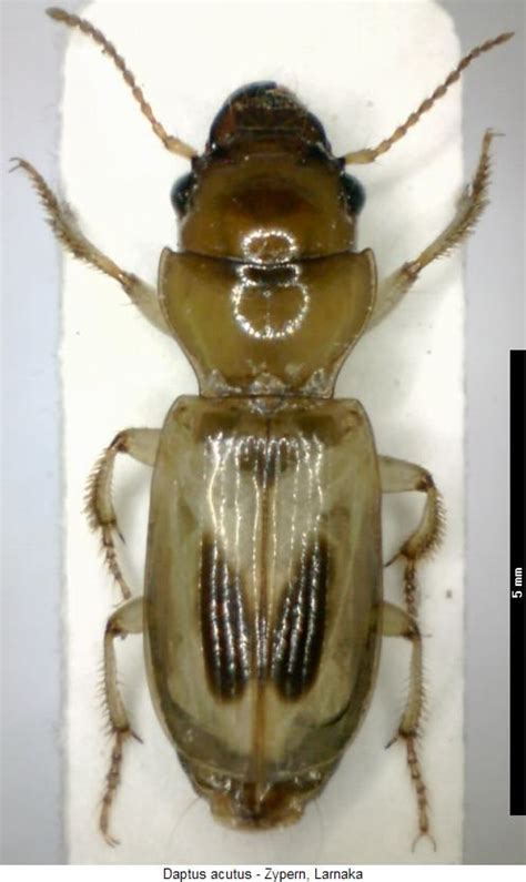 Harpalini Bestimmungstabelle