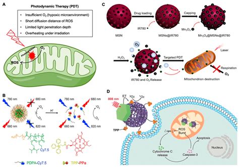 Mitochondria Targeting In Photodynamic Therapy A A Schematic