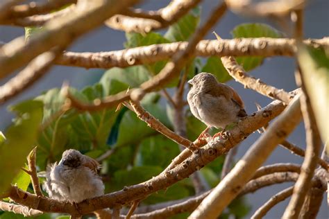 Northern Grey Headed Sparrow Passer Griseus 1 Birding In Flickr