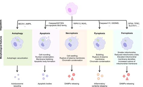 Frontiers Programmed Cell Death And Lipid Metabolism Of Macrophages