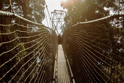 Nyungwe Forest National Park | Rwanda Wildlife Tours.