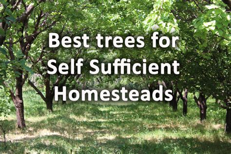 Self Sufficient Homesteading Self Sufficient Homesteading