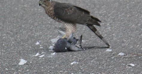 Sharp Shinned Or Cooper S Hawk Album On Imgur