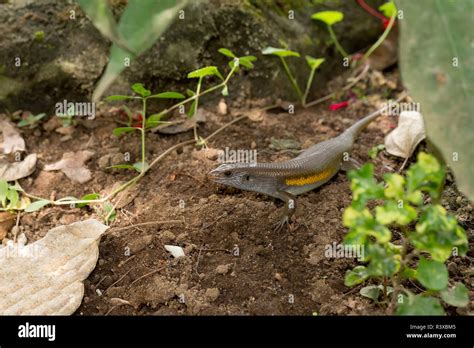 Eutropis Multifasciata Balinensis Bali Skink Stock Photo Alamy
