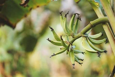 The Unripe Plantain Benefits Your Sex Drive And Sexual Health Hubpages