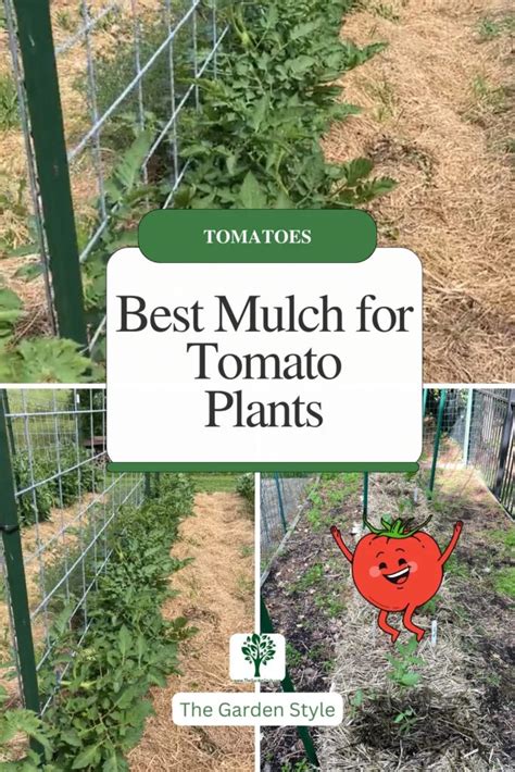 Best Mulch For Tomato Plants When And Why To Use Mulch The Garden Style