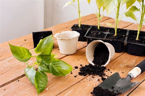 Are Coffee Grounds Good For Plants Discover The Truth Gardening Bar