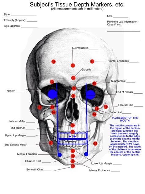 Forensic Facial Reconstruction For Beginners BlenderNation