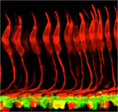 Photoreceptor varieties – Retinal Microscopy