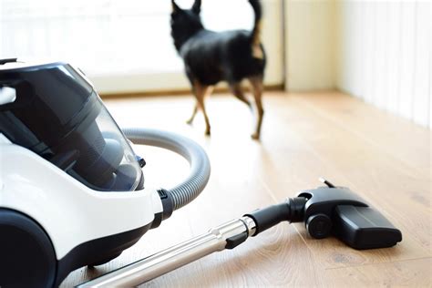 Best Cordless Vacuum 2025 For Pet Hair - Richard Churchill