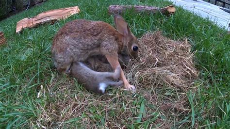 Baby Bunnies Leave The Nest Backyardxplor Youtube