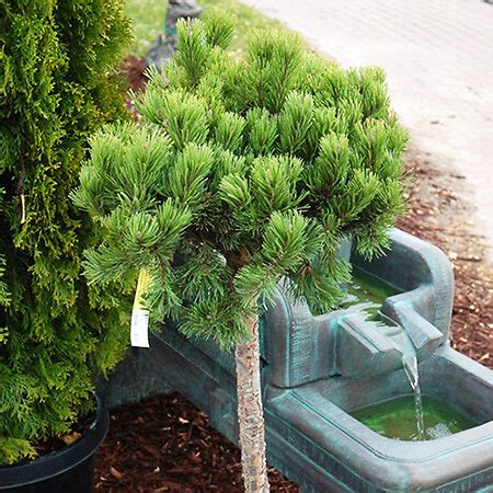 Slowmound Mugo Pine Trees For Sale Online | The Tree Center