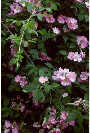 Climbing Prairie Rose Rosa Setigera Climbing Prairie Rose Has