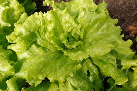 Premium Photo | Growing lettuce in the backyard garden lettuce ...