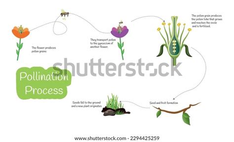 Pollination Process: Over 166 Royalty-Free Licensable Stock ...