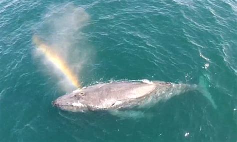 Humpback Whale Sprays A Rainbow From Its Blow Hole Daily Mail Online