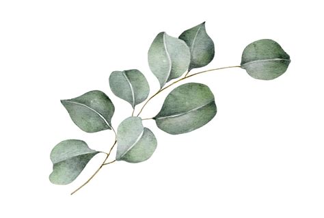 Green Eucalyptus Leaves And Branches Watercolor Illustration 5610263