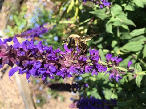 How To Make A Small Pollinator Garden Get Green Be Well