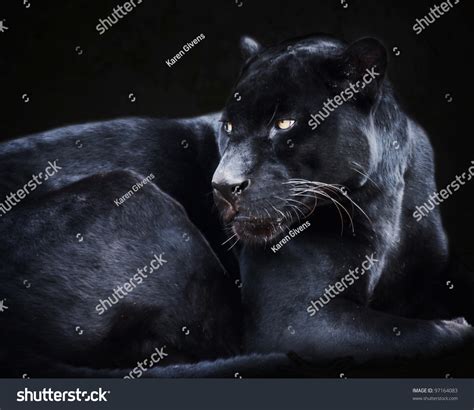 Black Jaguar Cat Stock Photo 97164083 - Shutterstock