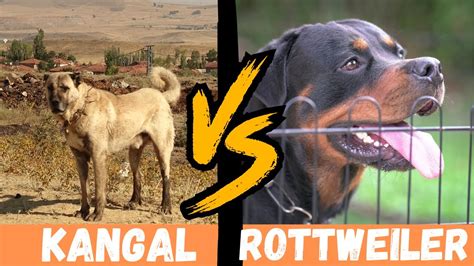 Kangal Vs Rottweiler Which Breed Will Come Out On Top 10 Crucial