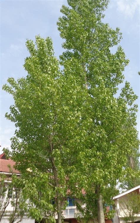 Populus ciliata Wall. Ex. Royle - Forestrypedia