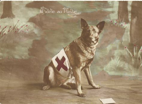 Training War Dogs The British Experience During The First World War