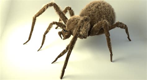 3D Model Shaggy Spider VR AR Low Poly Rigged CGTrader