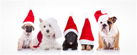 Tips For Reducing Your Pets Stress During The Holidays
