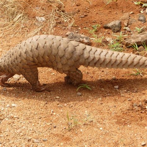 ᐉ Conoce al Tiburón anguila el animal más extraño del mundo