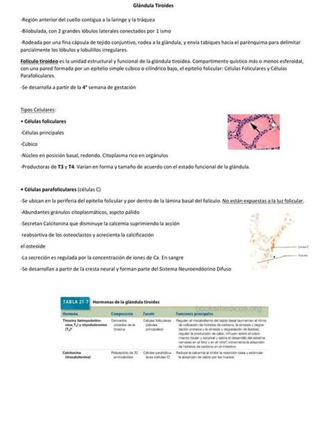 Glándula Tiroides Histología Patricia Gamarra uDocz